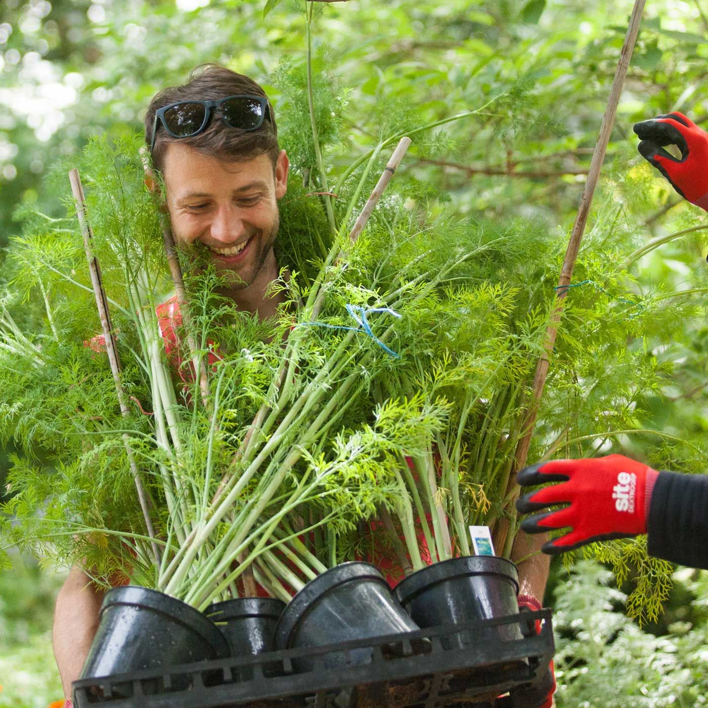 House of Wayward Plants