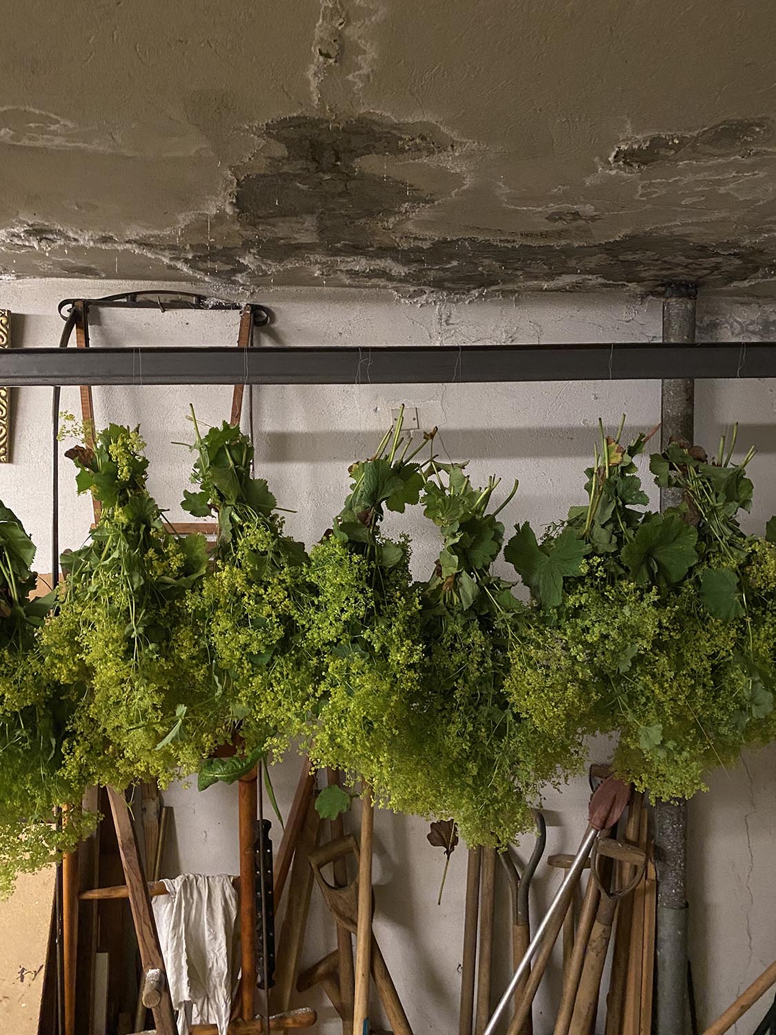 “Natural dye materials hanging in Simmi’s garage (Simmi is our natural dye expert!)”