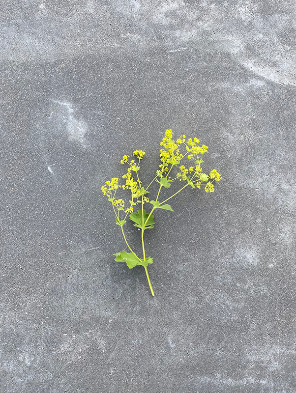 “Plant picking in the outdoors…”