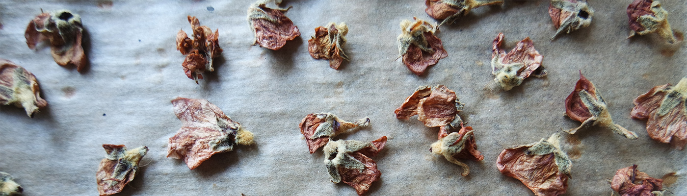 The Zero Waste Table: Native Restaurant